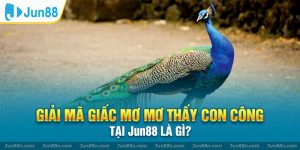 Giải mã giấc mơ mơ thấy con công tại Jun88 là gì?