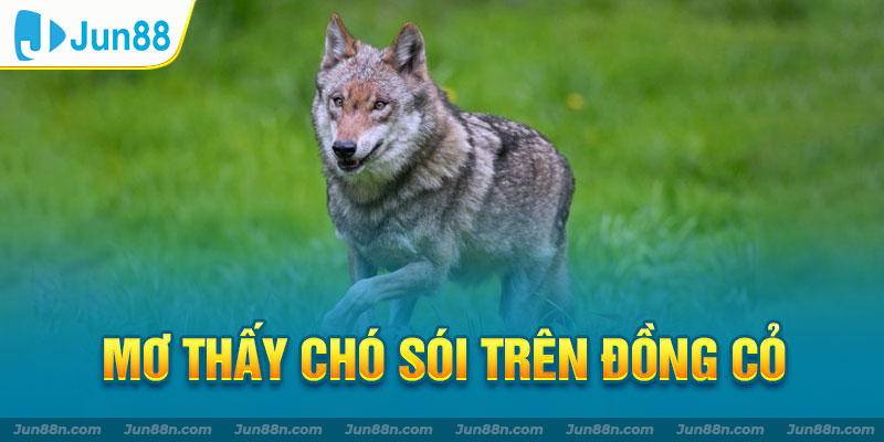 Mơ thấy chó sói trên đồng cỏ