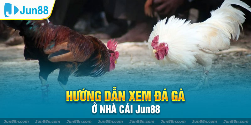 Hướng dẫn xem đá gà ở nhà cái Jun88
